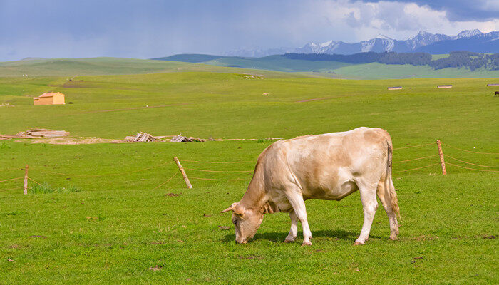 牛反刍的过程是怎样的 牛反刍的过程是