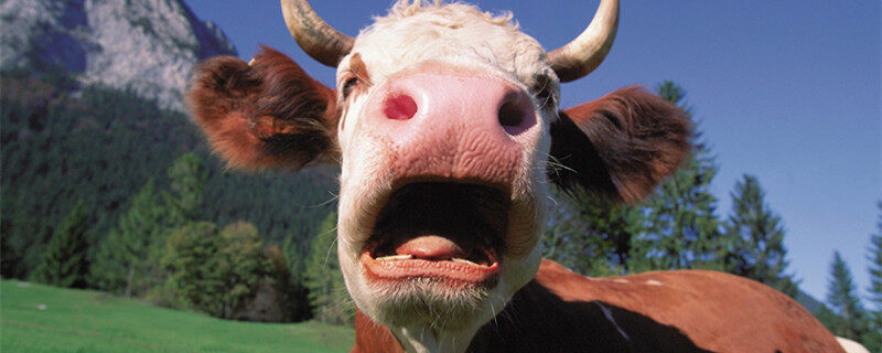 牛反刍的过程是怎样的 牛反刍的过程是