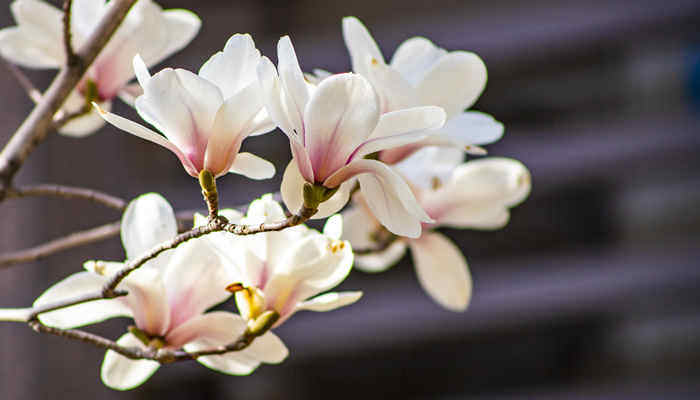 白玉兰和广玉兰的区别 白玉兰和广玉兰的区别是什么