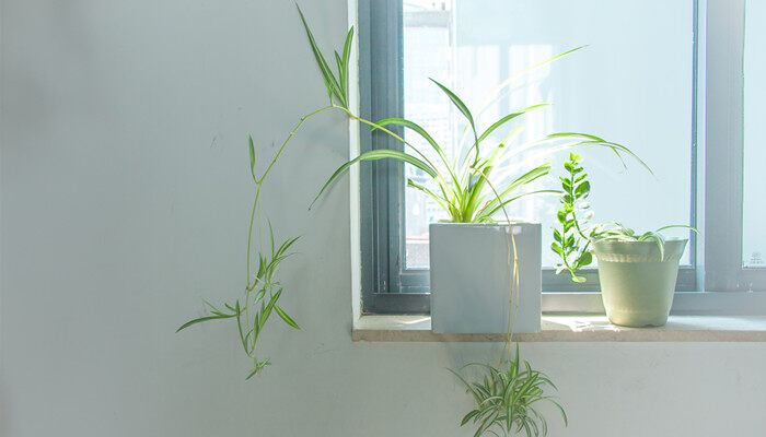 植物根尖分生区细胞没有什么结构 根尖分生区细胞不具有的结构有哪些