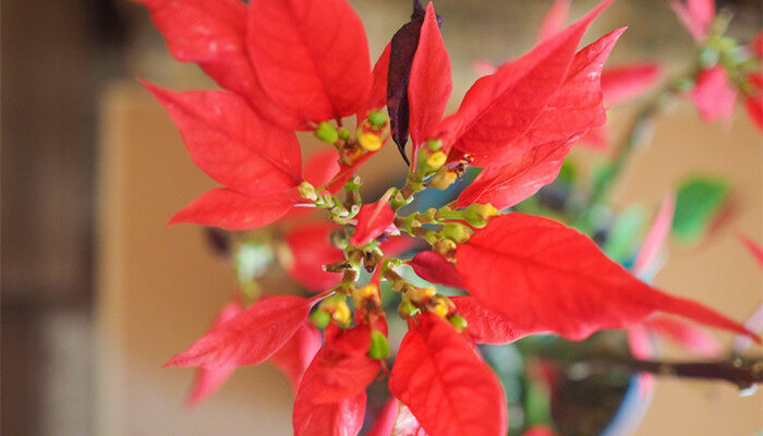 12月开的花都有什么花 12有哪些花