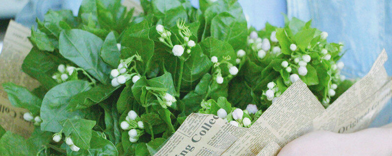 垂丝茉莉耐寒多少度 垂丝茉莉越冬方法