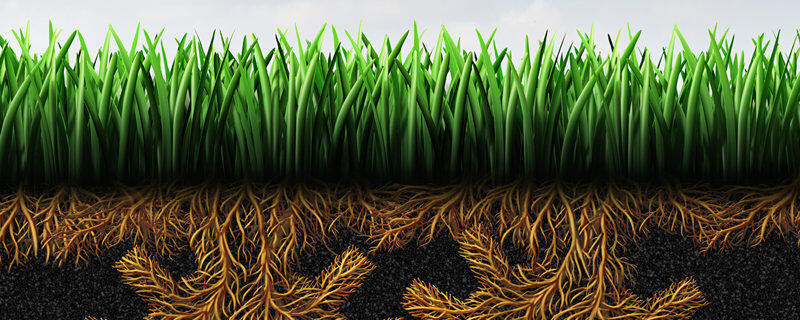 龙根是哪个部位 龙根有什么特征