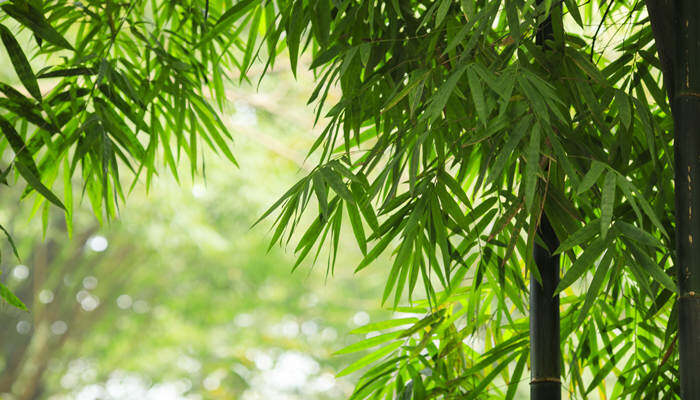 景观竹子种类 景观竹子品种