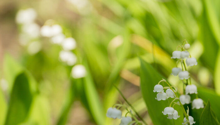 铃兰花冬天会冻死吗 铃兰花冬天会被冻死吗