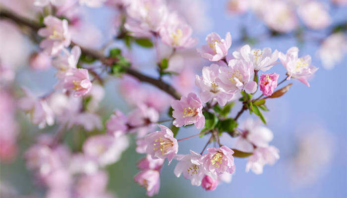 冬天种什么花 适合冬季栽种的花