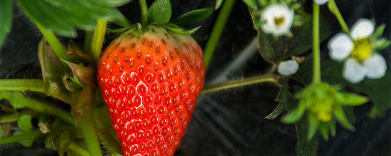 怎样种草莓 草莓如何种植
