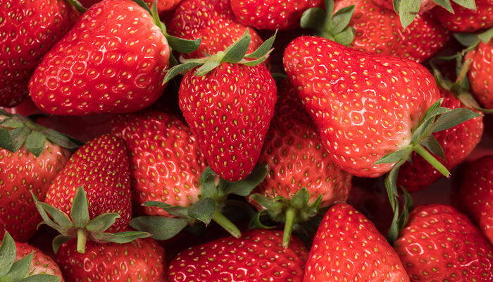 怎样种草莓 草莓如何种植