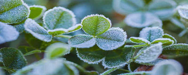 车用尿素可以给植物施肥吗? 车用尿素能用在农作物上面做肥料吗