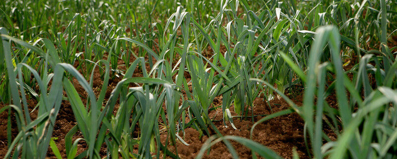 蒜苗割完三次后怎么办 蒜苗割完三次后怎么处理