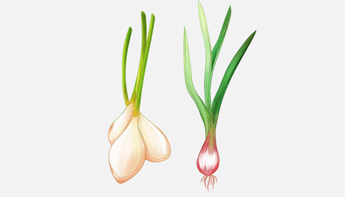 蒜苗割完三次后怎么办 蒜苗割完三次后怎么处理