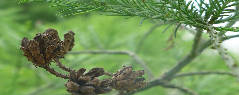 水松种子的特点 水松种子的特点有哪些