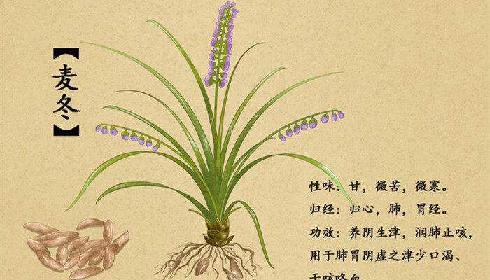 野生麦冬图片长什么样 野生麦冬长啥样
