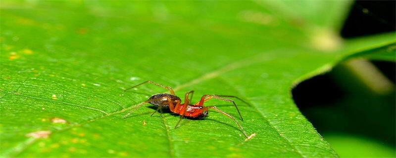 红蜘蛛的防治方法 红蜘蛛的防治方法有哪些 