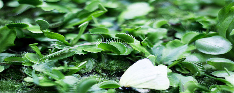 吃蚊子的植物 吃蚊子的植物叫什么名字 