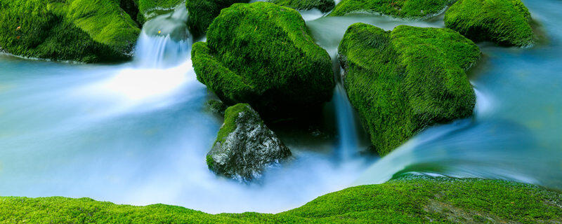 苔藓植物靠什么吸收水分和无机盐 苔藓植物怎样吸收水和无机盐