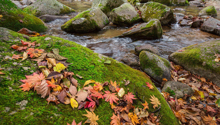 苔藓植物靠什么吸收水分和无机盐 苔藓植物怎样吸收水和无机盐