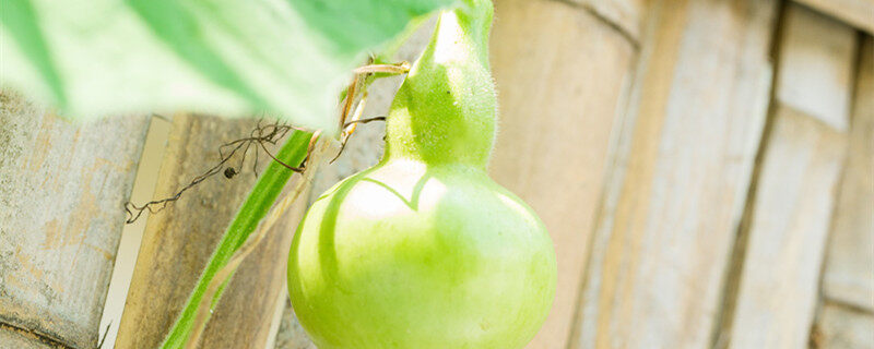 七彩葫芦是真的能种植出来吗 七彩葫芦是种植出来的吗