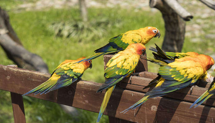 牡丹鹦鹉如何分辨公母 怎么看牡丹鹦鹉是公是母