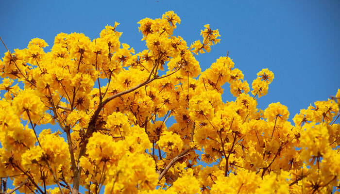 摄图网_501573008_banner_黄花风铃木(企业商用).jpg 摄图网_501573008_banner_黄花风铃木(企业商用).jpg