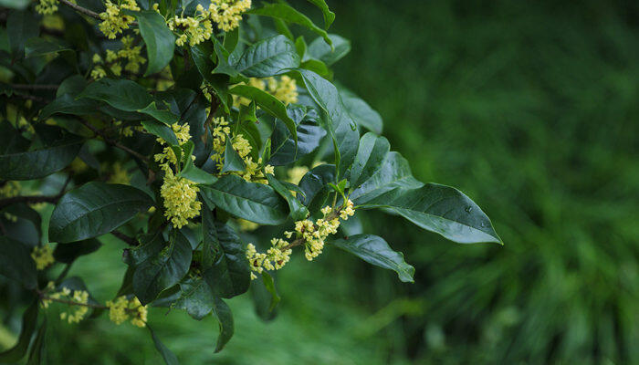 摄图网_500667130_banner_秋天桂花飘香（企业商用）_副本.jpg