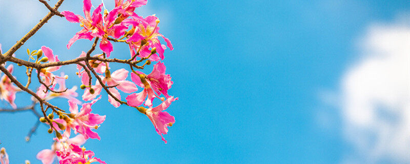 摄图网_501709526_banner_春天花朵异木棉花(企业商用).jpg 摄图网_501709526_banner_春天花朵异木棉花(企业商用).jpg