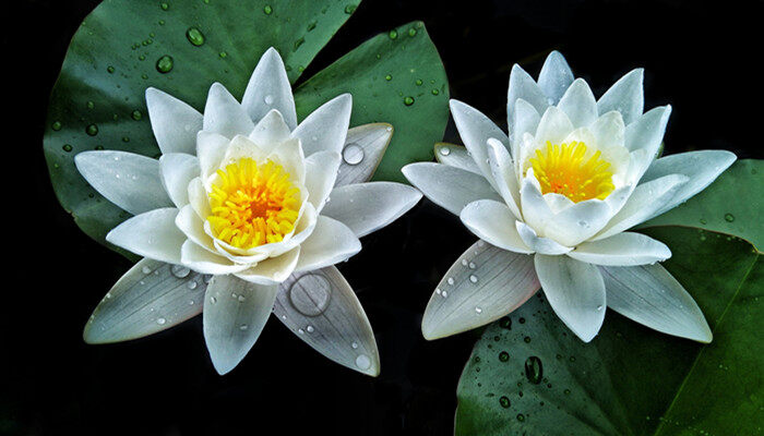 摄图网_500461011_banner_睡莲(企业商用)_副本.jpg 摄图网_500461011_banner_睡莲(企业商用)_副本.jpg