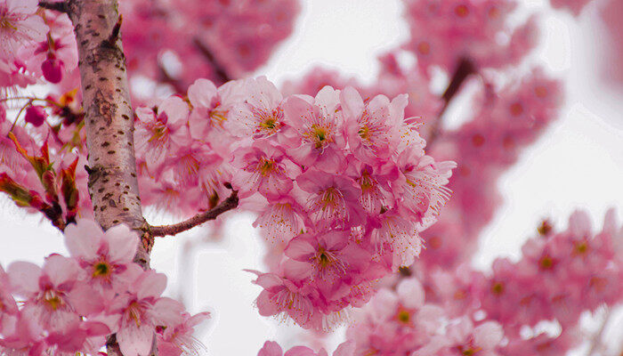 摄图网_500111537_banner_丝木棉(企业商用) (1).jpg 摄图网_500111537_banner_丝木棉(企业商用) (1).jpg