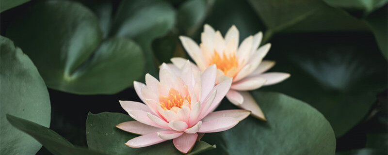 摄图网_501369300_banner_睡莲(企业商用)_2_副本.jpg 摄图网_501369300_banner_睡莲(企业商用)_2_副本.jpg