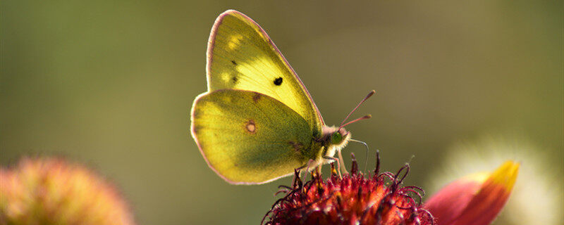 摄图网_501310112_banner_蝴蝶（企业商用）.jpg