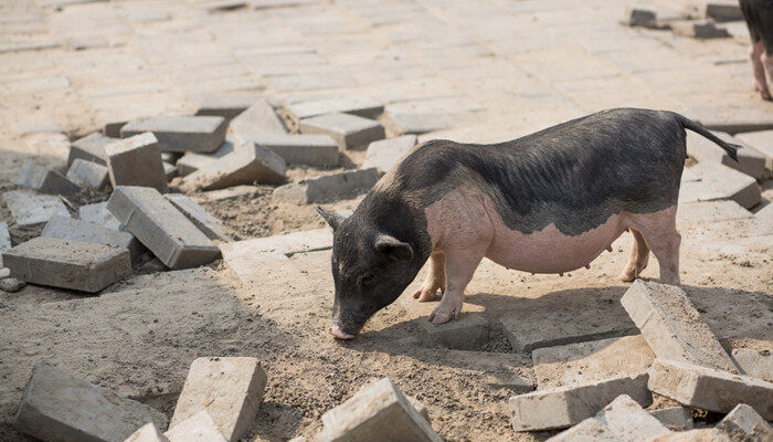 猪冬眠吗 猪会不会冬眠