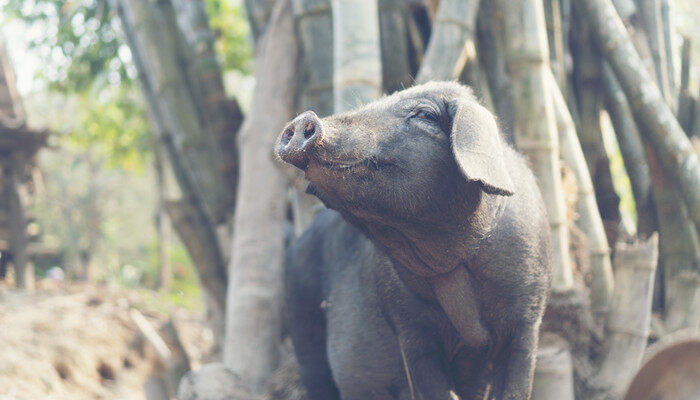 猪冬眠吗 猪会不会冬眠