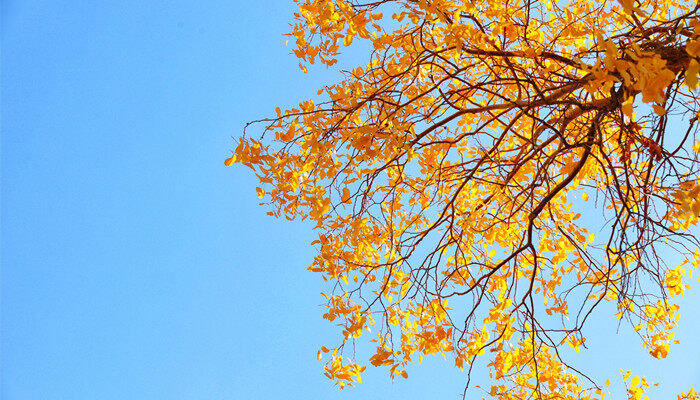 摄图网_501422321_banner_胡杨林(企业商用).jpg 摄图网_501422321_banner_胡杨林(企业商用).jpg