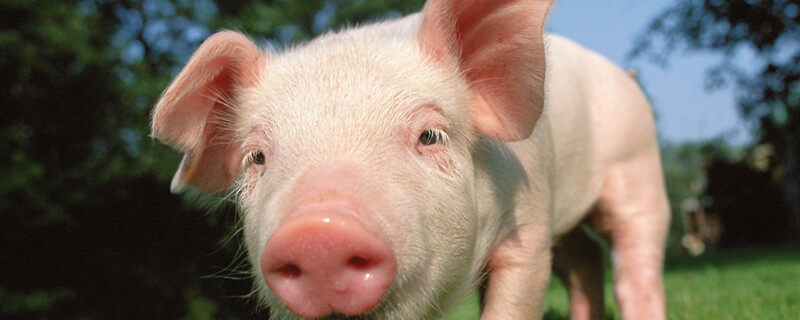 摄图网_501462300_banner_小猪(企业商用).jpg 摄图网_501462300_banner_小猪(企业商用).jpg