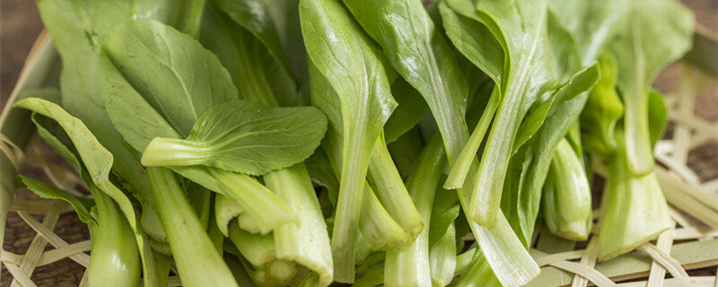 摄图网_500866771_banner_绿色蔬菜鸡毛菜(企业商用)_1.jpg 摄图网_500866771_banner_绿色蔬菜鸡毛菜(企业商用)_1.jpg