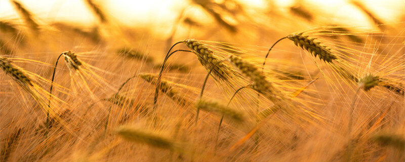 摄图网_300019088_banner_日落或日出时农场种植大麦作物的黄金田(企业商用)_1.jpg 摄图网_300019088_banner_日落或日出时农场种植大麦作物的黄金田(企业商用)_1.jpg