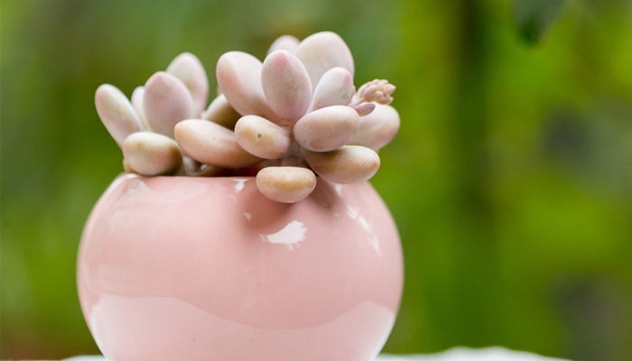摄图网_500584348_banner_多肉植物（企业商用）.jpg