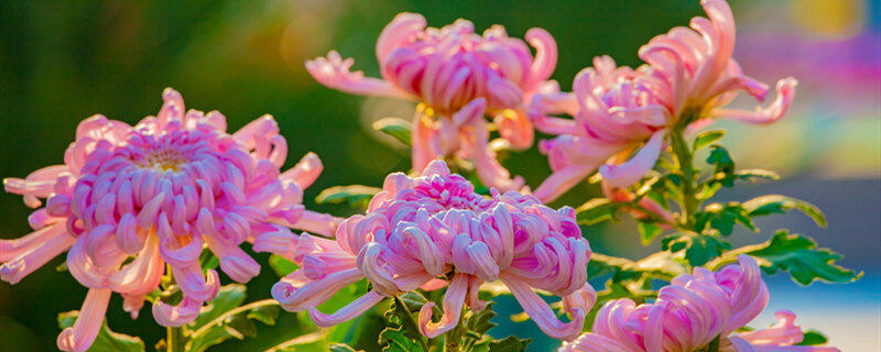 摄图网_501390661_banner_重阳节菊花（企业商用）.jpg