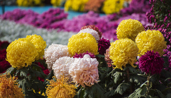 摄图网_501430133_banner_秋天菊花（企业商用） (1).jpg