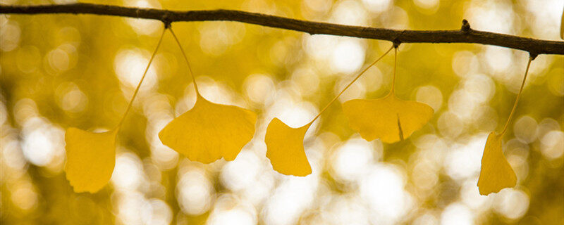 摄图网_500140678_banner_树挂下的银杏叶（企业商用）.jpg