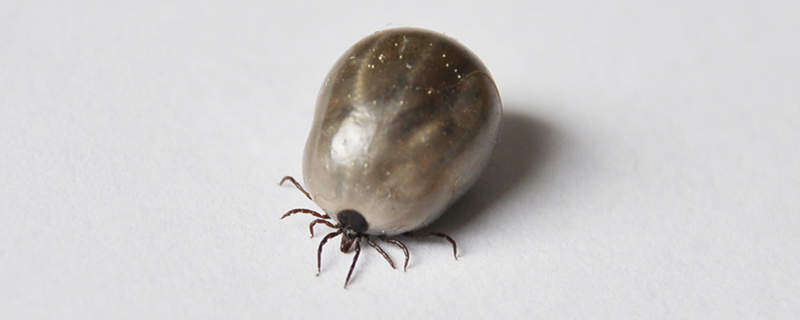 摄图网_303353882_饱肚蓖麻(企业商用).jpg 摄图网_303353882_饱肚蓖麻(企业商用).jpg