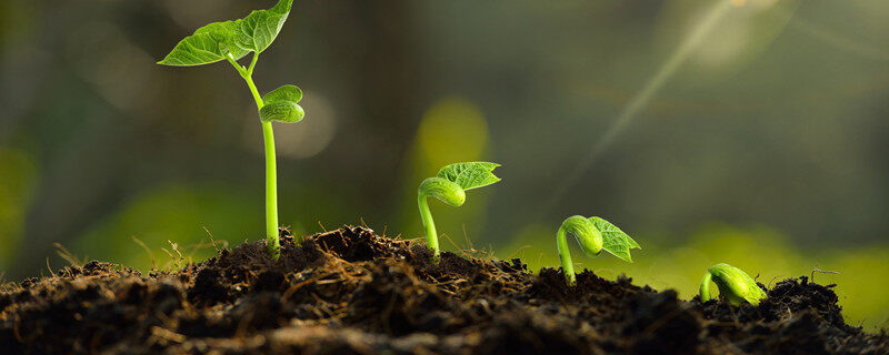发芽的植物1（企业商用）.jpg