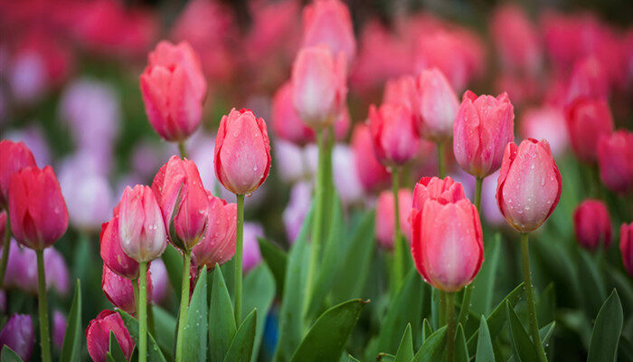 摄图网_500370297_banner_郁金香(企业商用).jpg 摄图网_500370297_banner_郁金香(企业商用).jpg