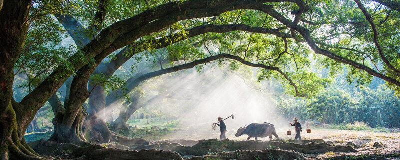 榕树长什么样子 榕树是什么样子