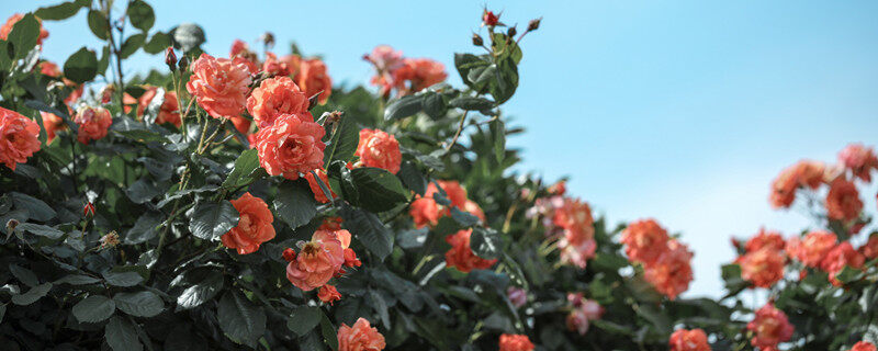 二回羽状复叶的植物 二回羽状复叶的植物有哪些