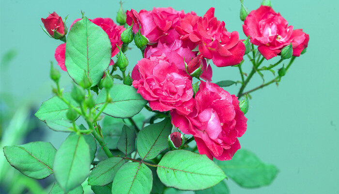 二回羽状复叶的植物 二回羽状复叶的植物有哪些