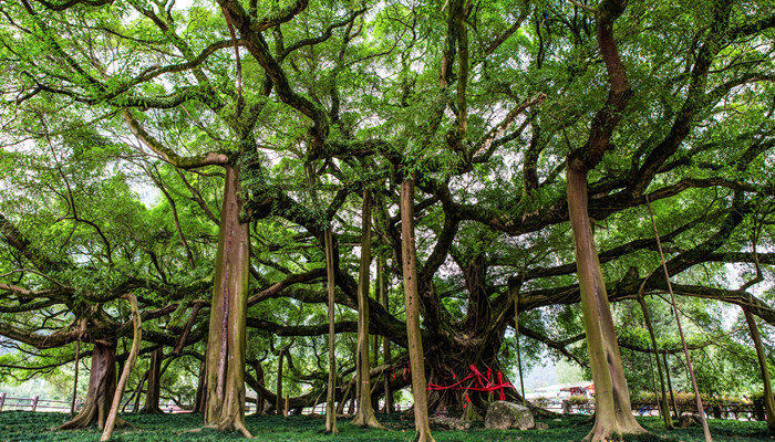 榕树长什么样子 榕树是什么样子