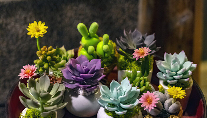 多肉吹雪之松锦怎么养老是蔫蔫的 多肉吹雪之松锦怎么养