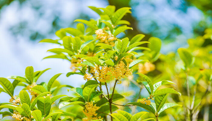 摄图网_501588436_banner_秋天的桂花香气四溢（企业商用）.jpg