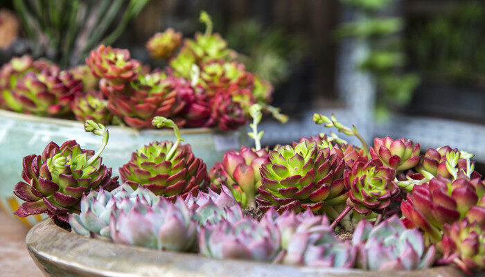 多肉吹雪之松锦怎么养老是蔫蔫的 多肉吹雪之松锦怎么养
